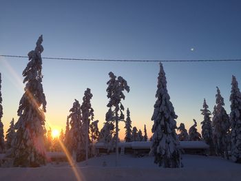 Snow covered trees against clear sky