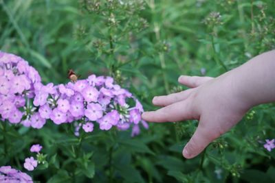 Close-up of hand holding purple flowering plants