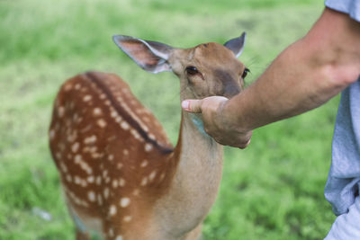 A man feeding cute spotted deer bambi at contact zoo. 