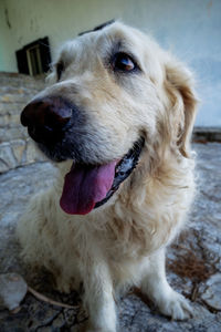 Close-up of dog looking away
