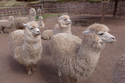 Close-up of llamas