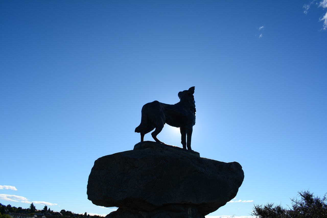 LOW ANGLE VIEW OF A HORSE