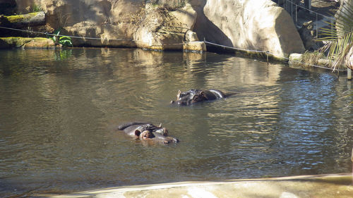 Ducks swimming on lake