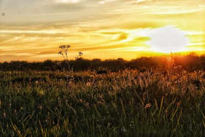 Scenic view of field against sky during sunset