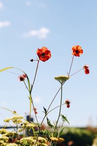 Low angle view of red flowering plants against sky