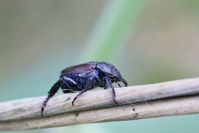 Close-up of insect on wood