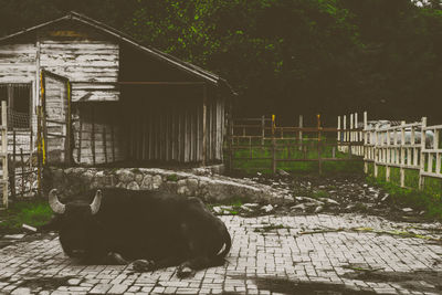 View of an animal on fence