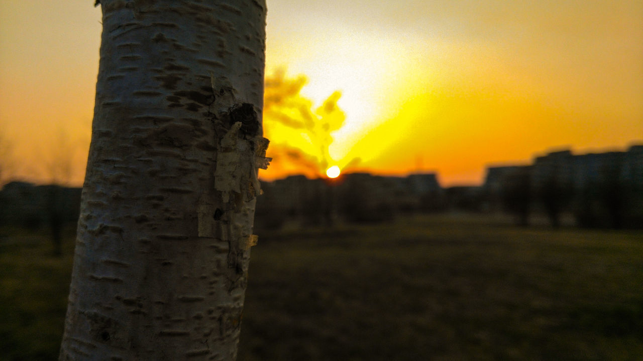 CLOSE-UP OF TREE DURING SUNSET