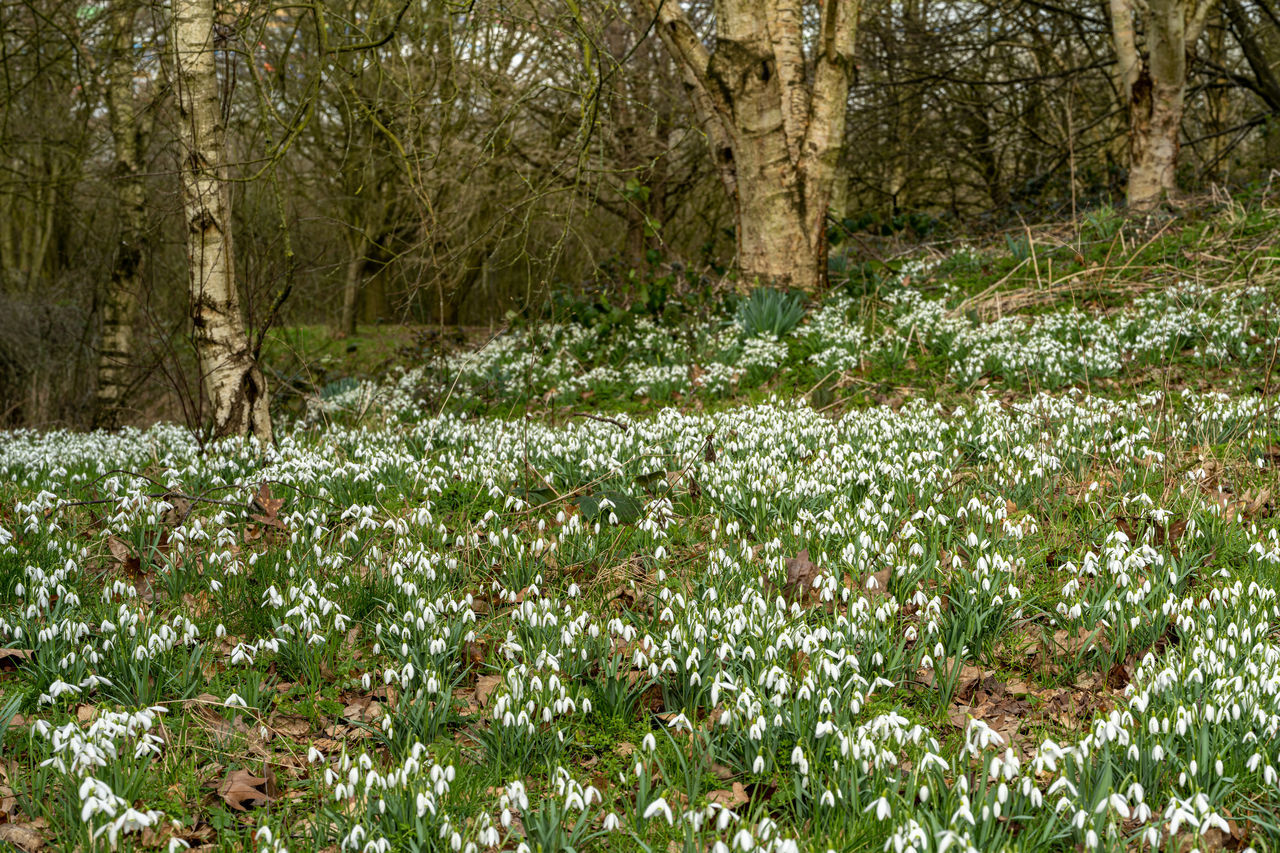 plant, woodland, natural environment, tree, growth, land, flower, beauty in nature, nature, meadow, wildflower, flowering plant, tree trunk, no people, trunk, tranquility, forest, field, day, freshness, green, grass, tranquil scene, outdoors, scenics - nature, non-urban scene, environment, landscape, leaf, white, lawn, garden, vegetation, fragility