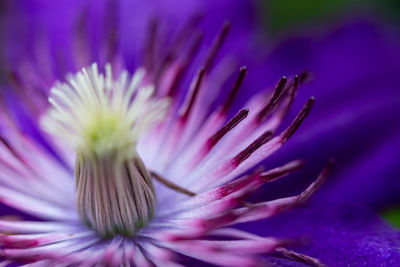 Close-up of pink flower