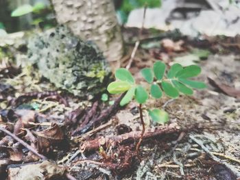 Close-up of plant growing on field