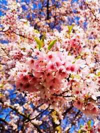 Low angle view of cherry blossoms in spring