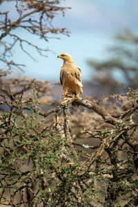 Tawny eagle on