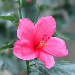 Close-up of pink flower