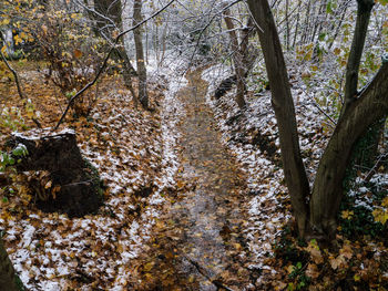 Low angle view of trees in forest