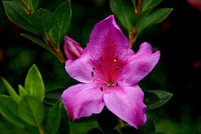 Close-up of pink flower