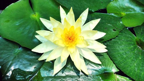 Close-up of lotus water lily in pond