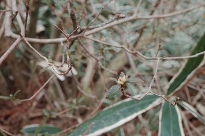 Close-up of flowering plant