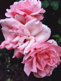 Close-up of pink rose