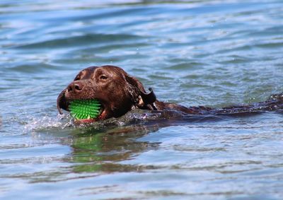 Close-up of a dog in the water
