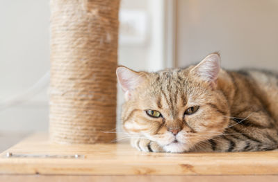 Cute brown scottish straight cat sleep in house, popular pet animal concept