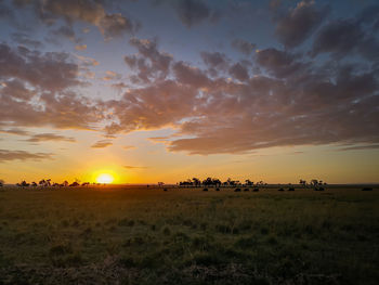 Sunrise over the mara with cape buffalo herd