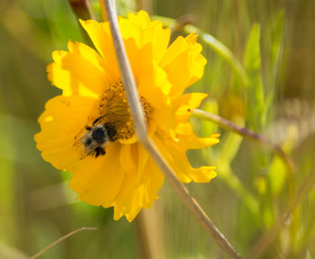 Close-up of yellow flower