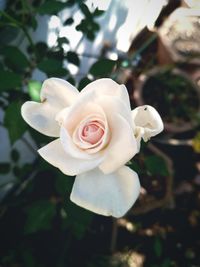 Close-up of rose flower