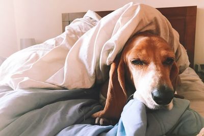 Close-up portrait of dog relaxing on bed