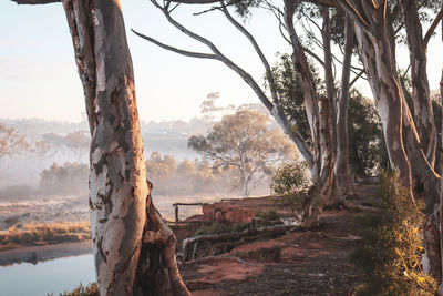 Misty winter morning in bushland overlooking river