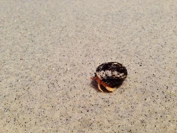 High angle view of hermit crab at beach