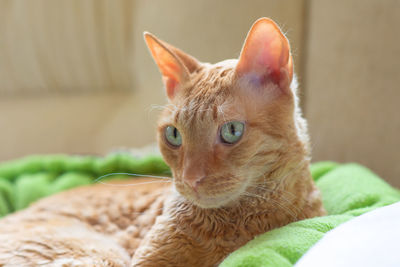 Close-up portrait of a cat looking away