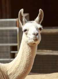 Close-up of a llama