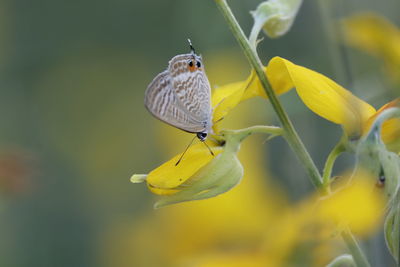 Close-up of butterfly pollinating on yellow flower