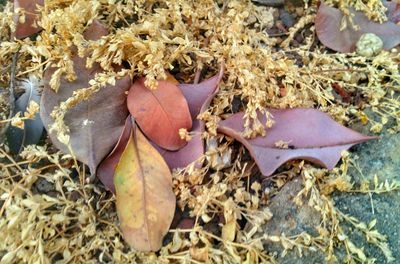 Close-up of maple leaves on field