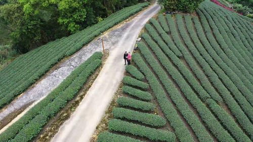 High angle view of person on field