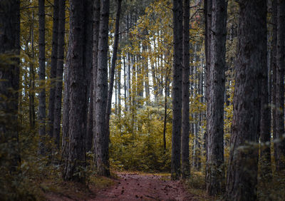 Pine trees in forest