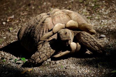 Giant tortoise on field