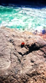 Close-up of ladybug on rock