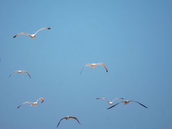 Low angle view of birds flying in sky