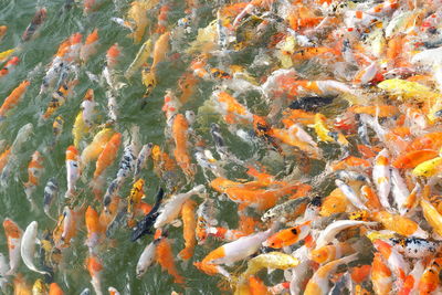 Fish swimming in lake