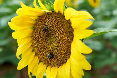 Close-up of bee pollinating on sunflower