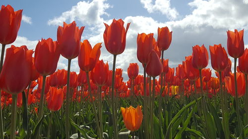 Close-up of red poppies on field against sky