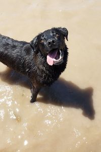 Black dog in a water