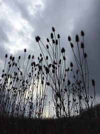 Close-up of silhouette plants on field against sky