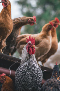 Close-up of rooster