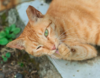 Close-up of a cat