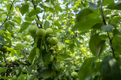 Low angle view of fruits growing on tree