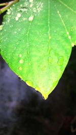 Close-up of wet leaf