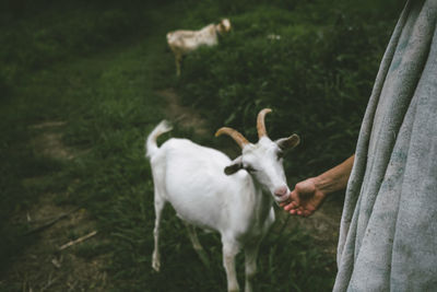 Goat standing on field